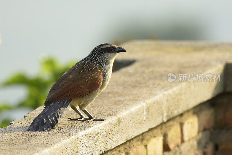 White-browed Coucal